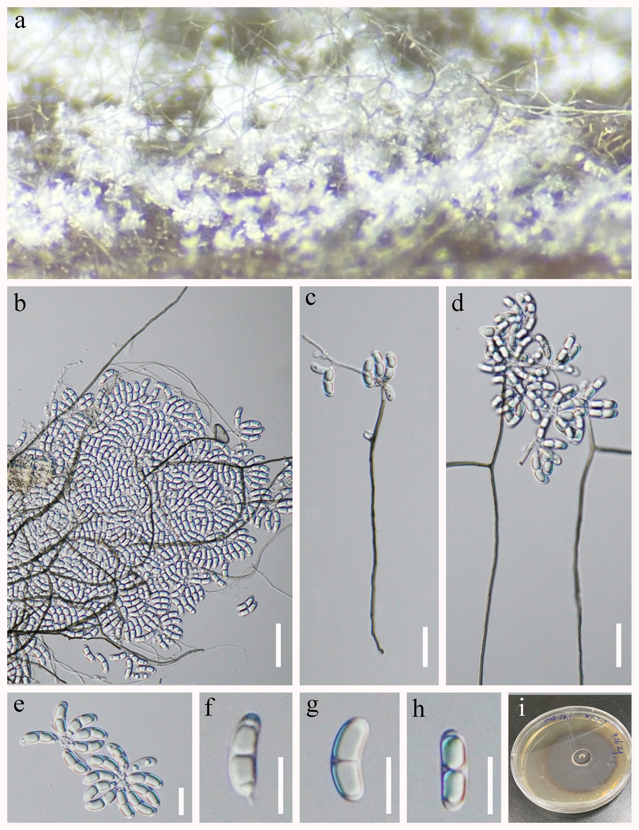 Figure 23